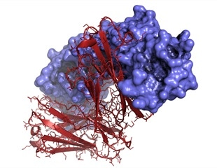 Scientists Uncover the Molecular Fingerprints of mRNA Vaccine-Induced T Cells