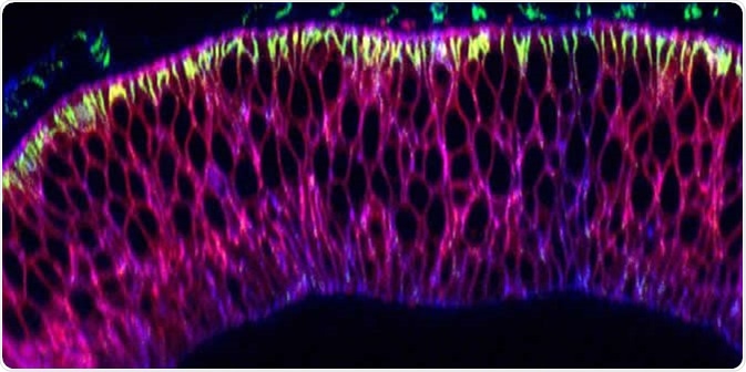 Nanobodies (pink) in the wing precursor of a fruit fly larva. Image Credit: University of Basel, Biozentrum