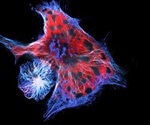 Confocal Reflection Microscopy for Cell Migration Studies