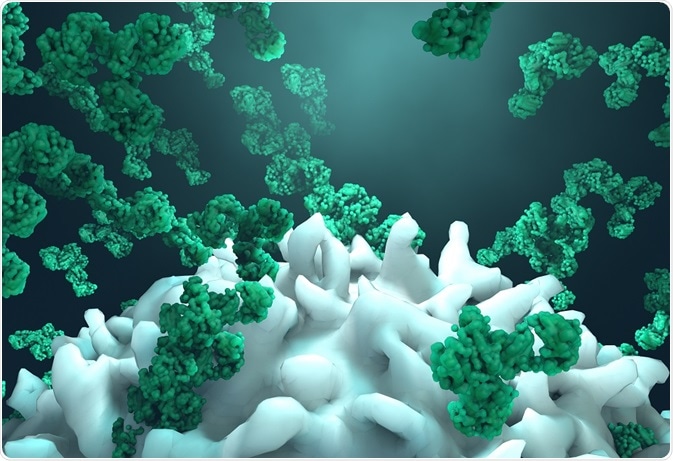 Antibodies surrounding foreign cell after maturation
