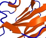 VHH Antibodies (Nanobodies) Advantages and Limitations