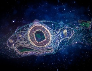Experimental Model Sheds Light on Key Cellular Processes Involved in Embryogenesis