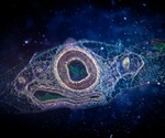 Experimental Model Sheds Light on Key Cellular Processes Involved in Embryogenesis