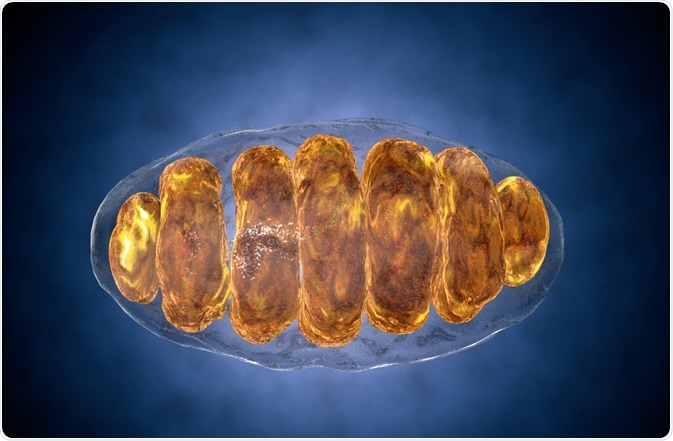 Mitochondria
