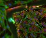 Avoiding Cell Death in Fluorescence Microscopy