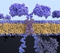 Novel T-Cell Engineering Strategy Prevents Deadly Osteosarcoma Lung Metastasis