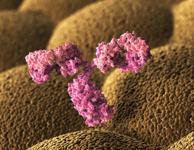 Genetic Differences Can Undermine Antibody-Based Therapies