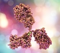 Antibodies from natural controllers appear to play crucial role in eliminating hepatitis B virus