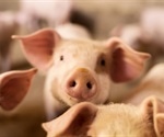Three plausible solutions mitigates zoonotic risk associated with intensive animal agriculture