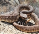 Gut Tethering Explains Right-Handed Coils in Growing Snake Embryos