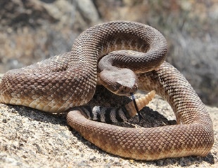 Unraveling the Flowerpot Snake's Unique Genome