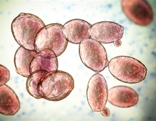 New insights into the biology of chytrid fungus responsible for deadly skin infection