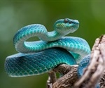 Unraveling the Flowerpot Snake's Unique Genome