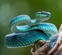 Gut Tethering Explains Right-Handed Coils in Growing Snake Embryos