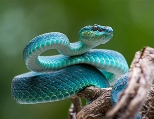 Unraveling the Flowerpot Snake's Unique Genome