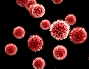 Researchers Uncover the FACT-ETS-1 Antiviral Response Pathway