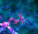 Brain's Aging Waste System Linked to Synapse Loss and Cognitive Decline