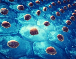 Human Pluripotent Stem Cells Converted into Purified Pituitary Tissue