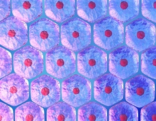 New Research Examines the Role of Skeletal Stem Cells in Bone Growth and Regeneration