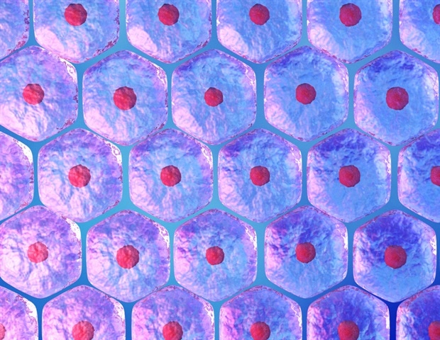 Serum-Free Media Enables Scalable Cultured Meat From Muscle Stem Cells