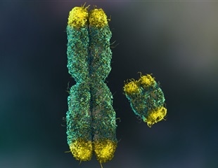 Early Embryo Development May Be the Foundation for Lifelong Health