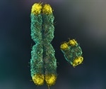 Complete Reference Genomes Unlocked for Six Ape Species