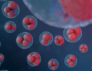 Unveiling the Potential of YY1 in Blood Cell Development and Therapy