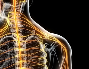 Study Sheds Light on Development and Evolution of the Human Hypothalamus