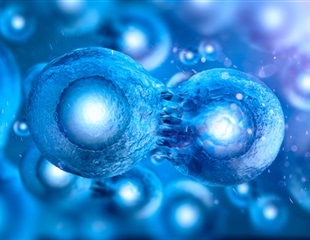 Nucleus Identified as the Pacemaker of Cell Division