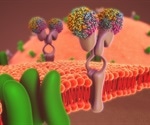 Myosin XI Helps Plants Absorb Boron Under Nutrient Stress