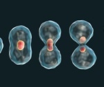 Confocal laser scanning microscopy captures high-resolution 3D images of cell division in microalgae