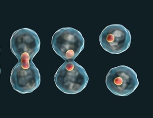 Confocal laser scanning microscopy captures high-resolution 3D images of cell division in microalgae