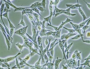 Omicron variant found to be less effective at blocking cellular defense mechanism against viruses