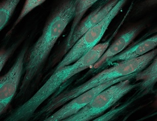 Omicron variant found to be less effective at blocking cellular defense mechanism against viruses