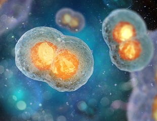 How Chromosomes Shape Up for Cell Division