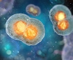 The Active Role of Homeostasis in Shaping Organism Structure
