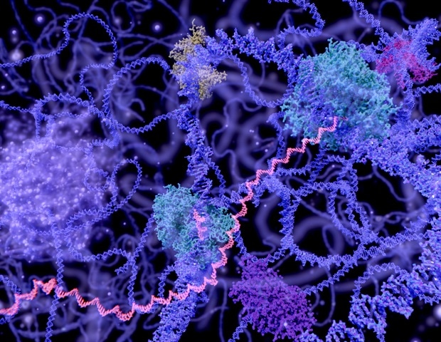 Fruit Fly Genetics Explain How Early Embryos Dictate Head Development