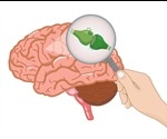 Does Cannabis Consumption Alter Neuropsychological Function?