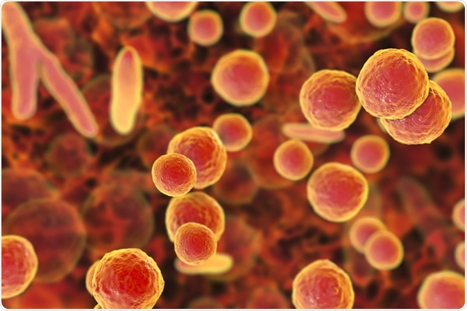 Mycoplasma bacteria, 3D illustration showing small polymorphic bacteria which cause pneumonia, genital and urinary infections - Illustration Credit: Kateryna Kon / Shutterstock