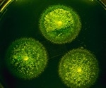 Gene Loss and Gain Shaped the Evolution of Relapsing Fever Bacteria
