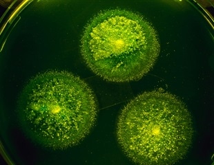 Scientists Uncover Cyanobacteria’s Circadian Clockwork