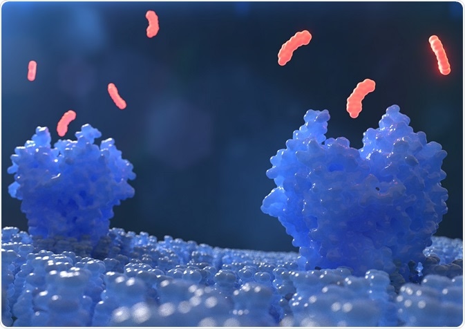 SAR is often used to study the way a drug interacts with a receptor in the body.