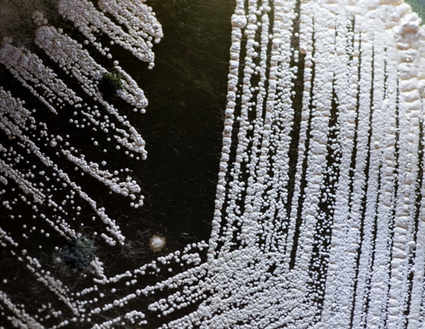 Bacteria-Powered Drug Discovery: A Greener Path to Curing "Undruggable" Cancers