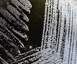 Unraveling the Evolutionary Link to Eukaryotic Cells