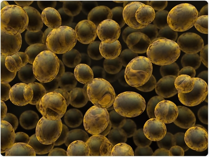 Saccharomyces yeast