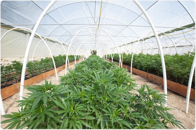 Cannabis farm