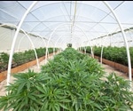 Best Practices for Cannabis Cultivation: A Meta-Analysis