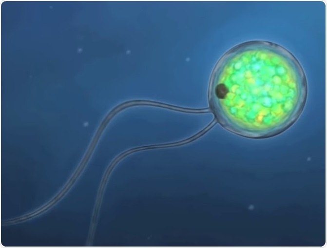 Throughout all the kingdoms of life - in plants, in funguses, and bacteria and so on - there are photosynthetic or photosensory molecules that convert light into electricity.