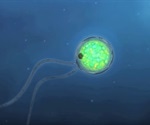 Optogenetics in Cellular Biology and Human Disease Models