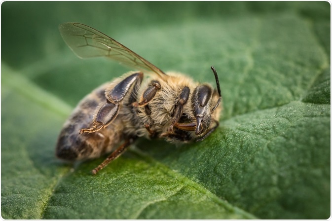 Bee killed by American Foulbrood